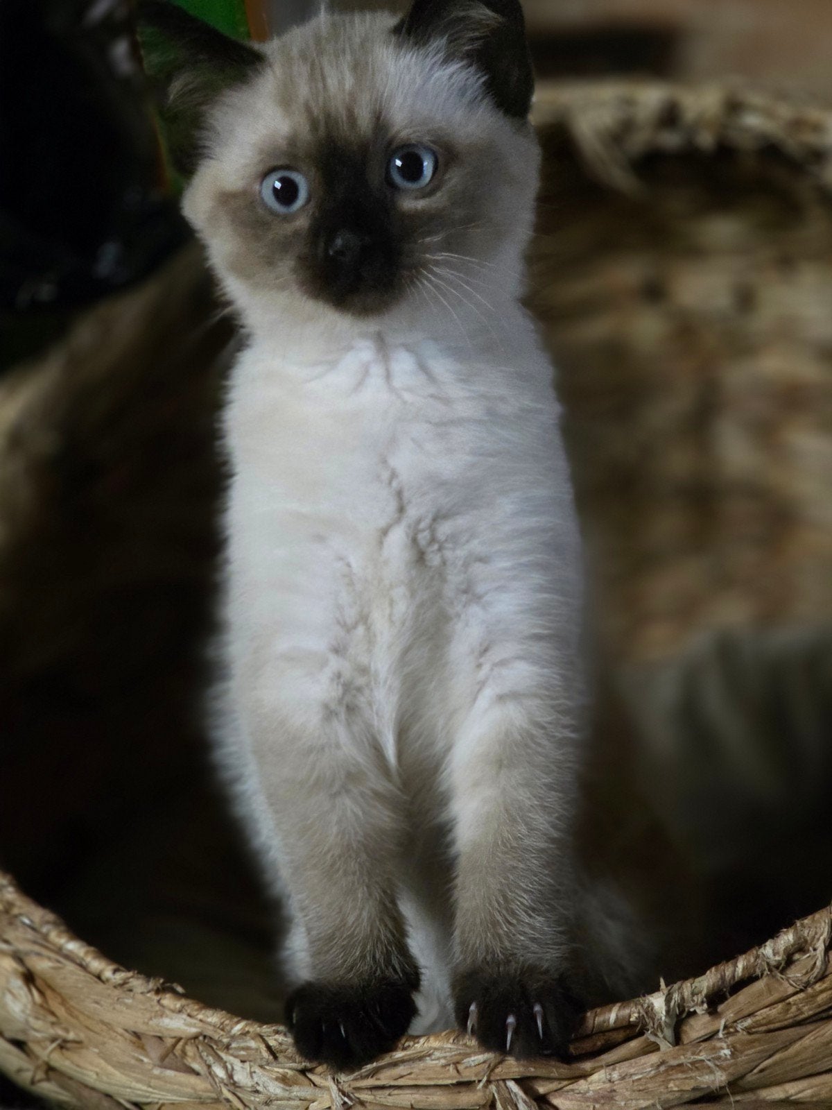 Mooie kruising thaisiamees x sneeuwbengaal, Dieren en Toebehoren, Katten en Kittens | Raskatten | Langhaar, Kater, Gechipt