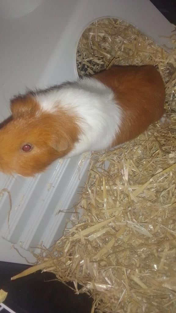 Cavia, Juni, Mannelijk, Cavia