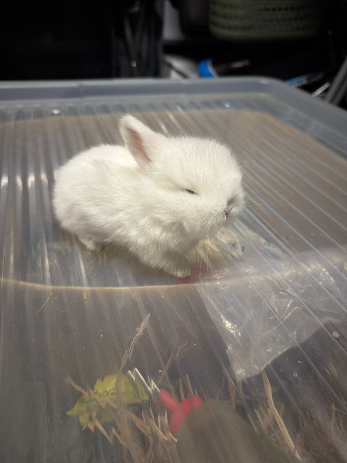 Nederlandse dwerg hangoor konijntjes 15-9 geboren, Dieren en Toebehoren, Meerdere dieren, Kip
