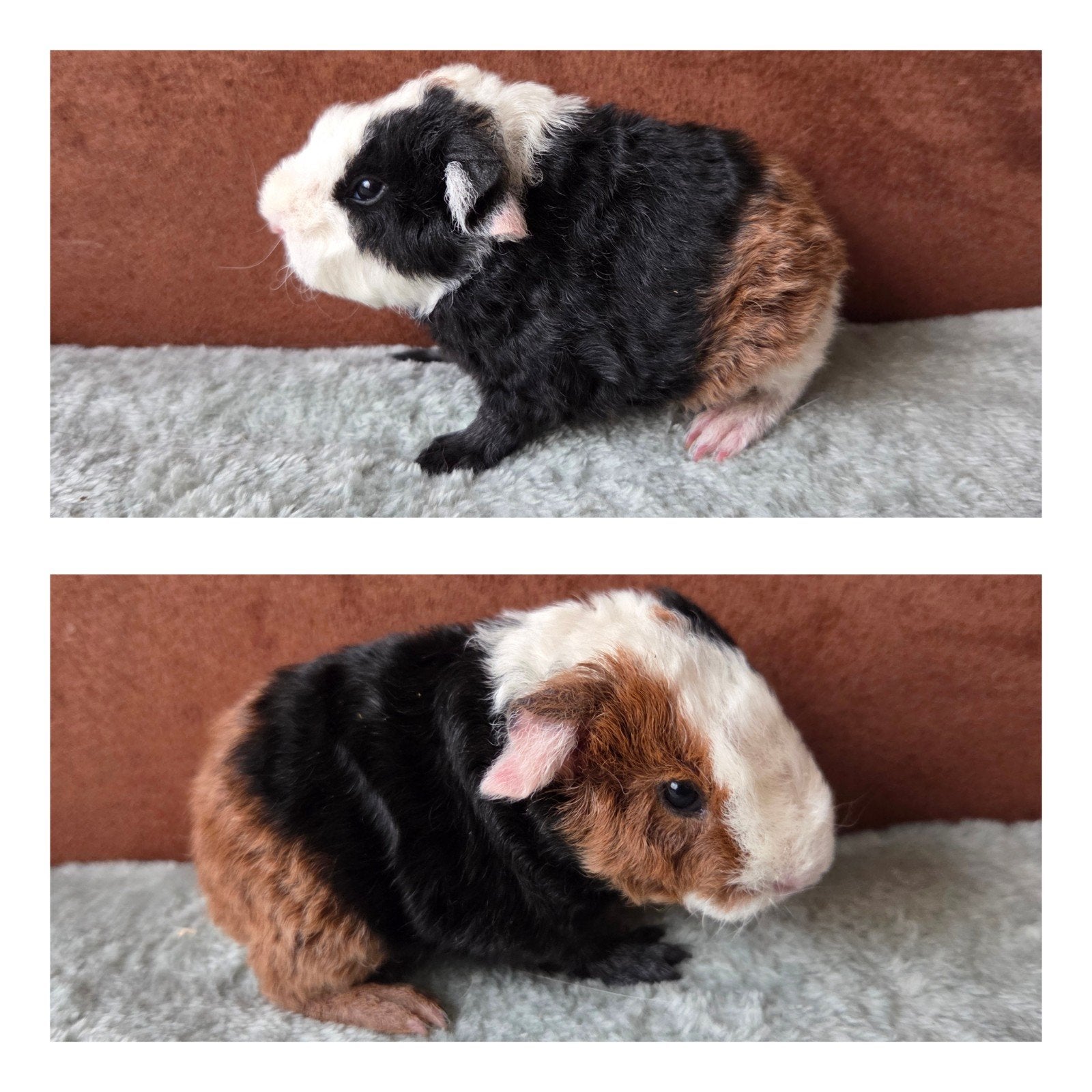 jong cavia beertje, Dieren en Toebehoren, Cavia, Mannelijk, Tam, September