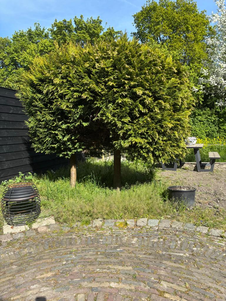 Twee Bolbomen (Thuja) - Ideaal voor Tuin of Terras, Bloeit niet, 250 tot 400 cm, Ophalen, Volle zon