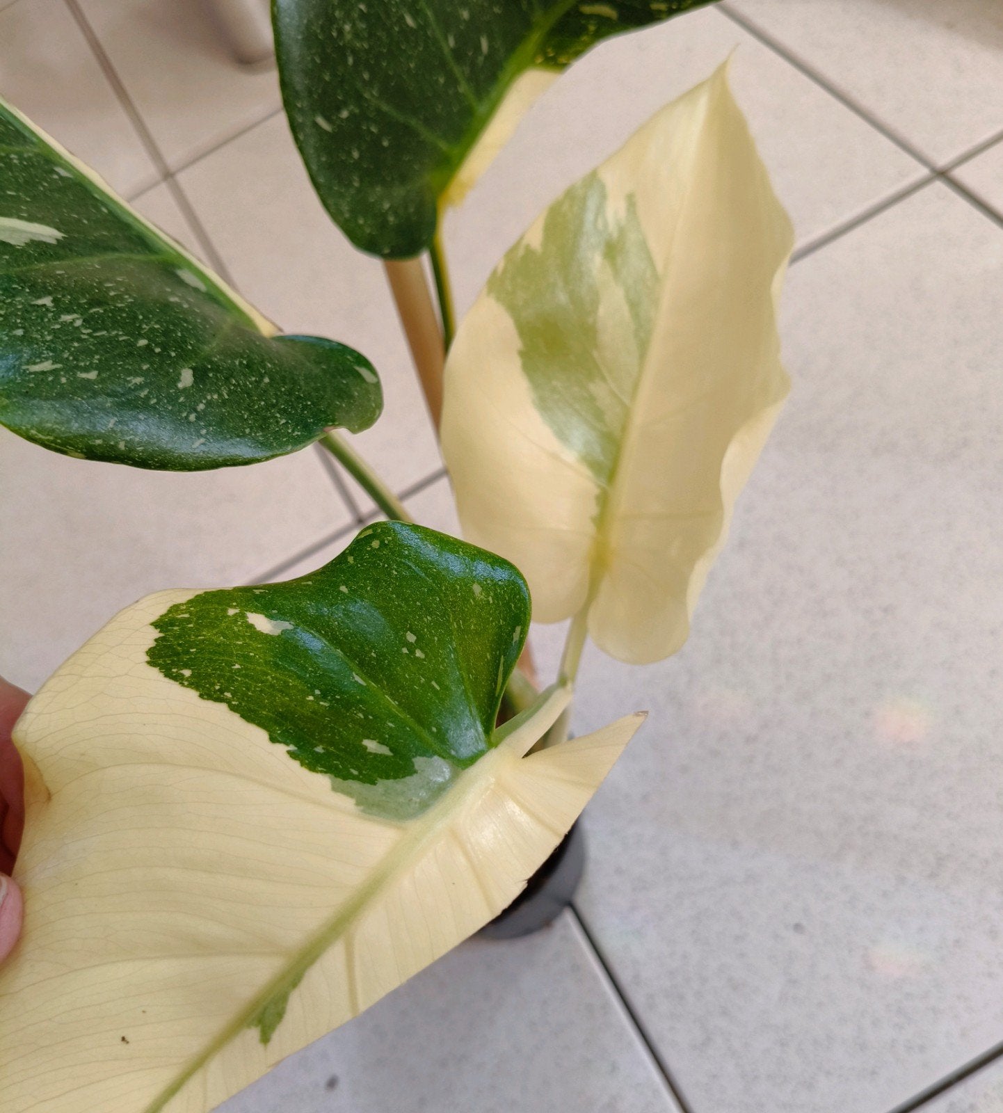 Monstera Thai Constellation, Huis en Inrichting, Kamerplanten, Verzenden, Halfschaduw, Minder dan 100 cm