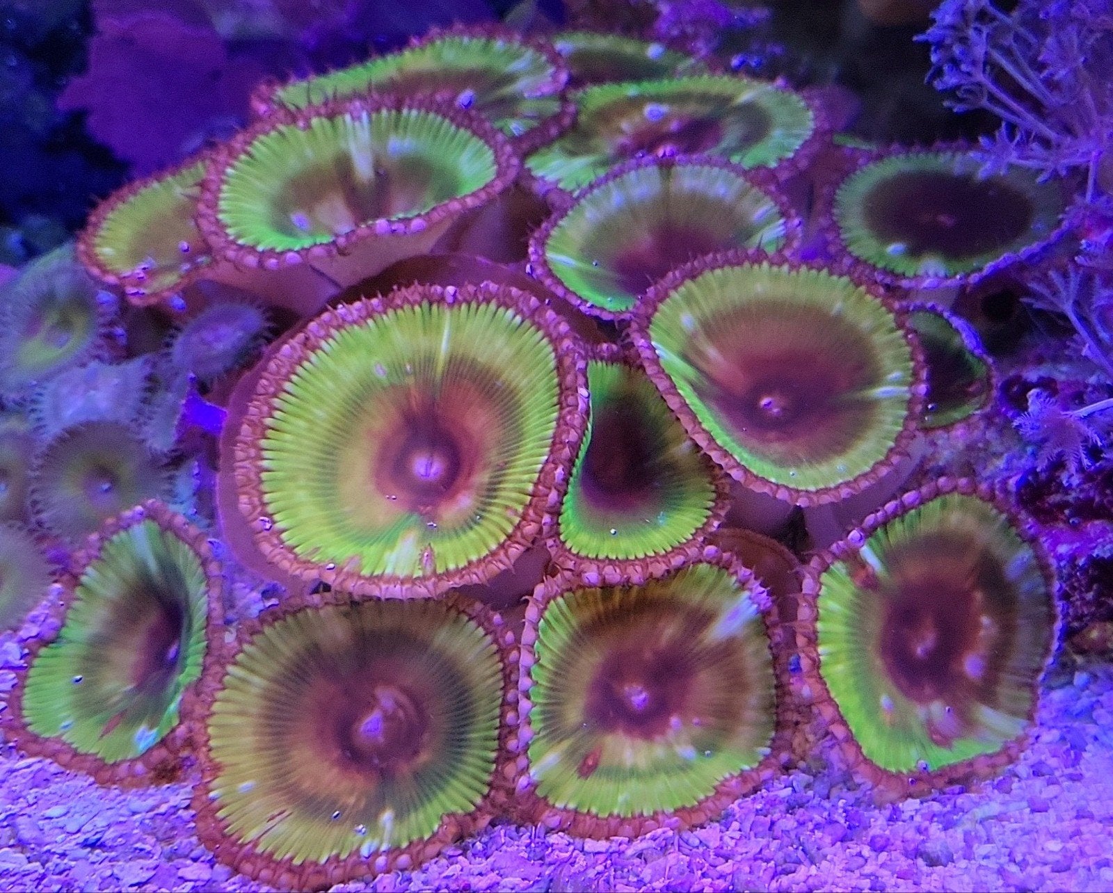 Steen met Palythoa grandis (ruim 20 poliepen), Dieren en Toebehoren, Vissen | Aquariumvissen, Overige typen