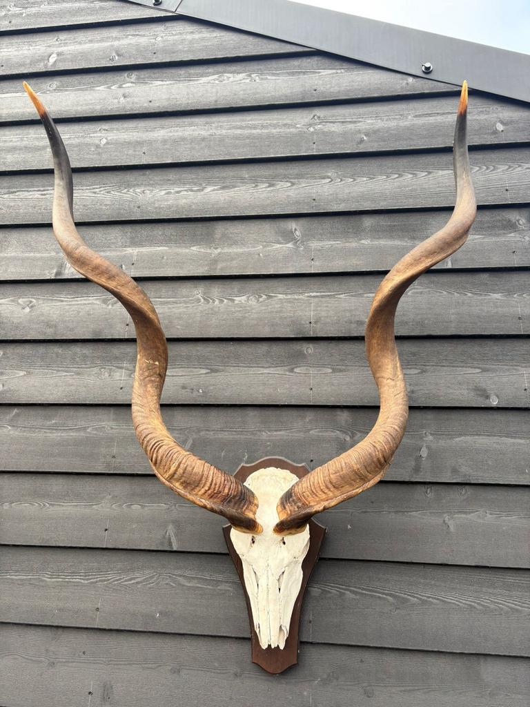 Kudu hoorns met schedel - Zware kwaliteit, Verzamelen, Dierenverzamelingen, Gebruikt, Gewei of Kop, Wild dier, Ophalen