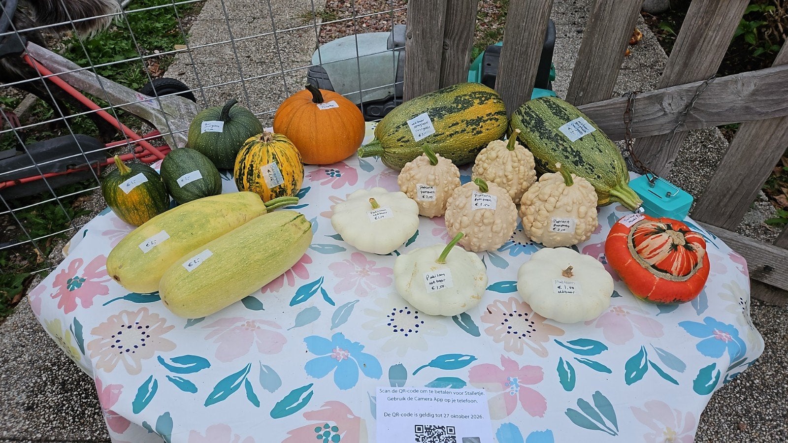 Decoratieve en eetbare pompoenen, courgettes patissons, Tuin en Terras, Eenjarig, Bloeit niet, Volledige schaduw, Ophalen