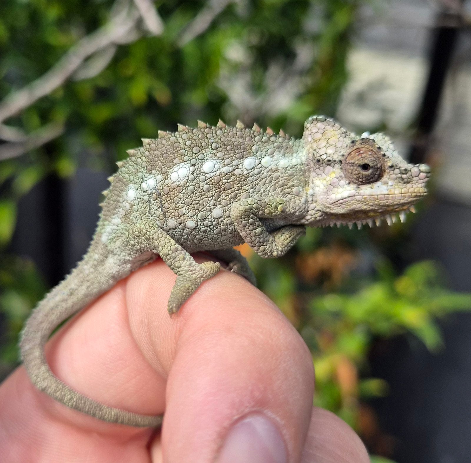 Helmkameleon (Trioceros Hoehnelii) nakweek Chameleon photo 2