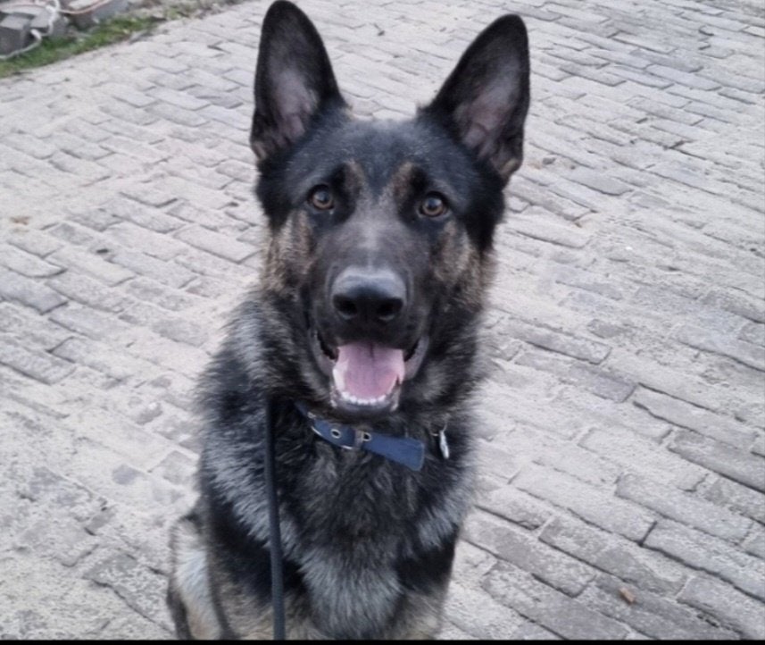 Chase, een dosis vol liefde en blijdschap, Dieren en Toebehoren, Honden | Niet-rashonden, Particulier, Reu, Buitenland, Eén hond