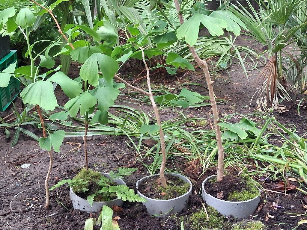 gingko, gingkgo biloba levensboom zaailingen, planten, Tuin en Terras, Ophalen of Verzenden, Volle zon, Overige soorten, Minder dan 100 cm
