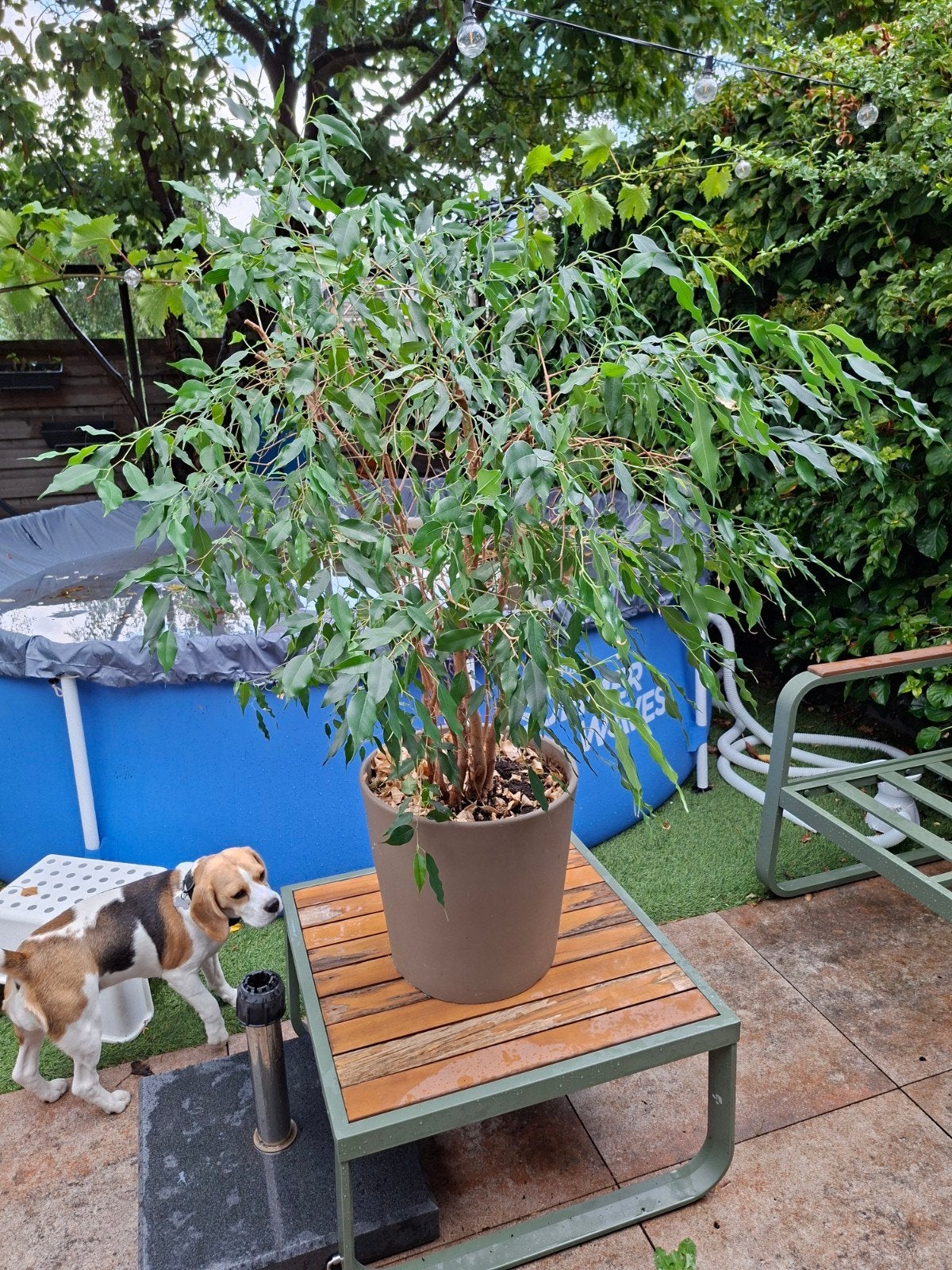 Ficus kamerplant inclusief pot - gratis op te halen, Huis en Inrichting, Kamerplanten, Ophalen, Ficus, 100 tot 150 cm, Halfschaduw