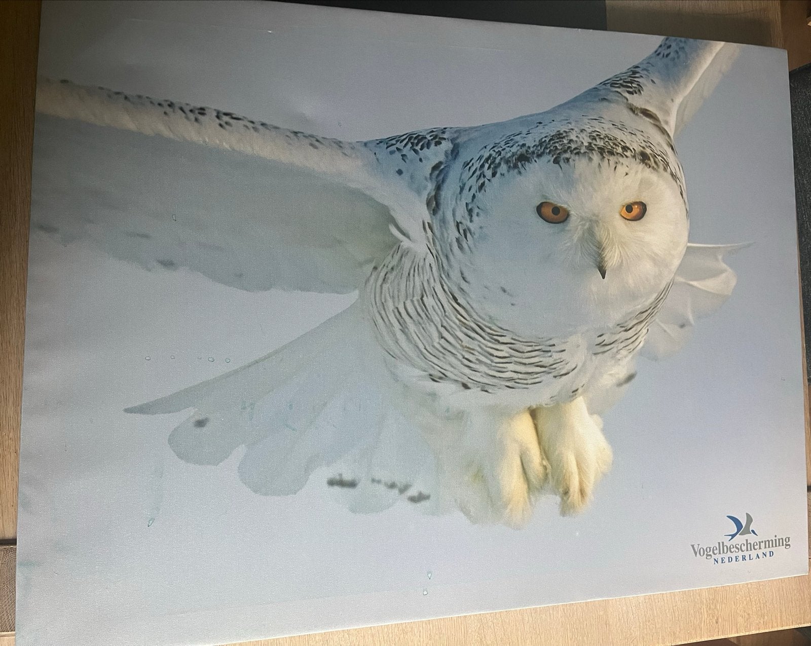 Canvas Schilderij Sneeuwuil - Vogelbescherming Nederland, Ophalen, 50 – 75, Gebruikt, Schilderij