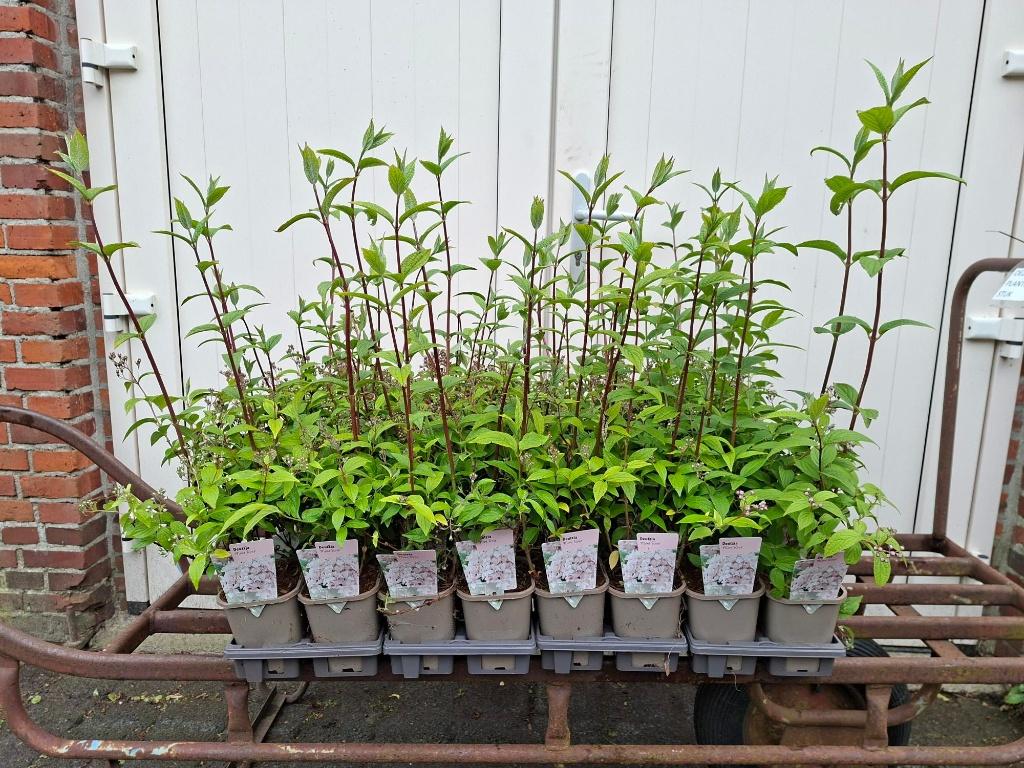 Mooie, vol in de knop Deutzia 'Monte Rose' (Bruidsbloem)!, Ophalen, Overige soorten, Minder dan 100 cm