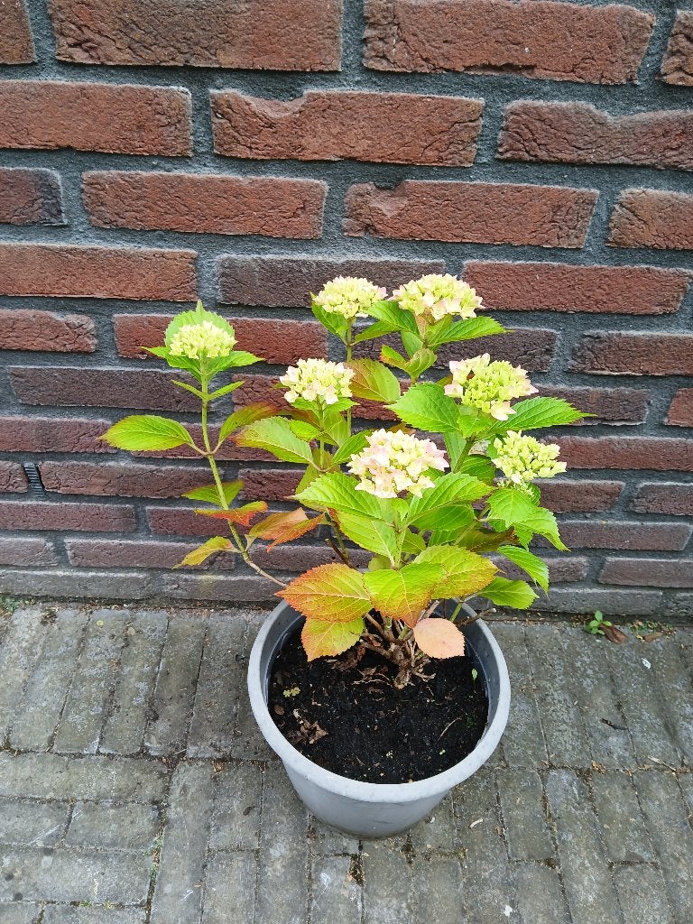 Te koop roze hortensia H56 cm B38 cm, Vaste plant, Halfschaduw, Zomer, Ophalen