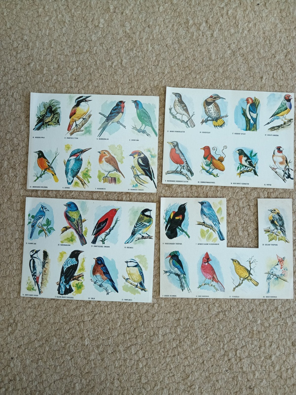Verzamel vogel plaatjes Bolletje, Hobby en Vrije tijd, Stickers en Plaatjes, Ophalen of Verzenden, Zo goed als nieuw, Meerdere plaatjes