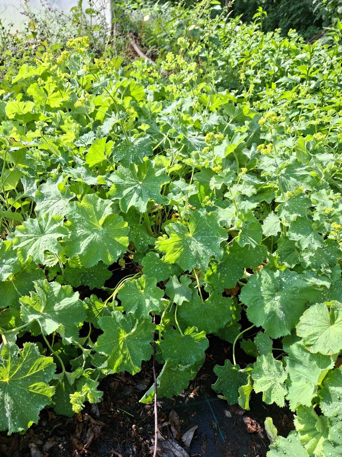 Vrouwenmantel, herfstaster en purperklokjes, Tuin en Terras, Planten | Tuinplanten, Ophalen of Verzenden, Vaste plant, Overige soorten