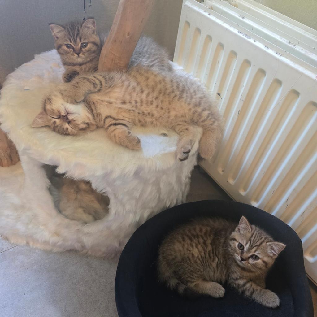 Britse korthaar kittens cinnamon tabby/ spotted, Meerdere dieren, Kortharig