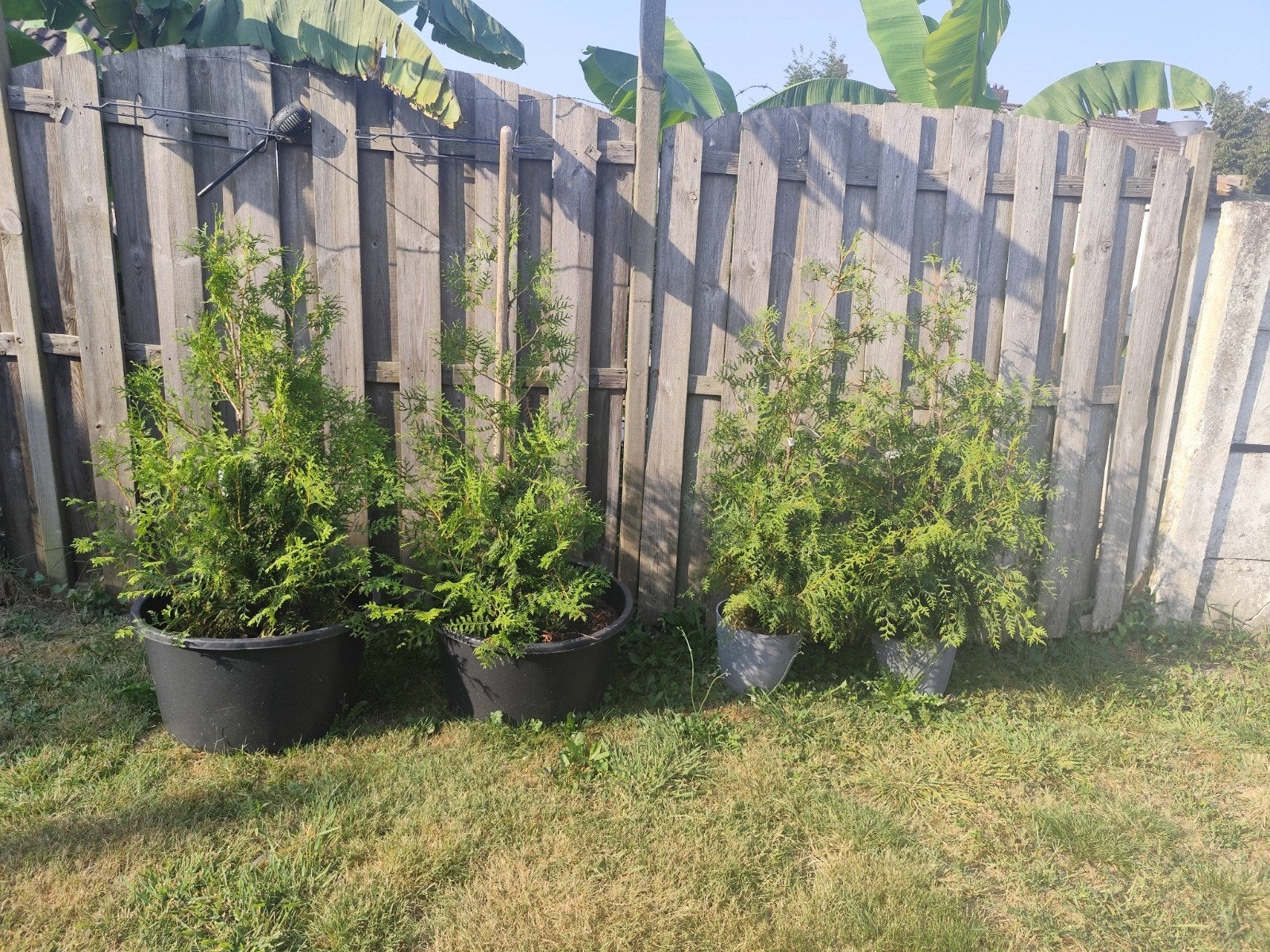 Thuja planten in potten - Ideaal voor haag of solitair, Volle zon, Vaste plant, Bloeit niet, Ophalen