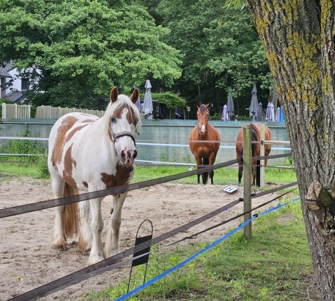 Verzorg(st)ers gezocht voor onze pony's!
