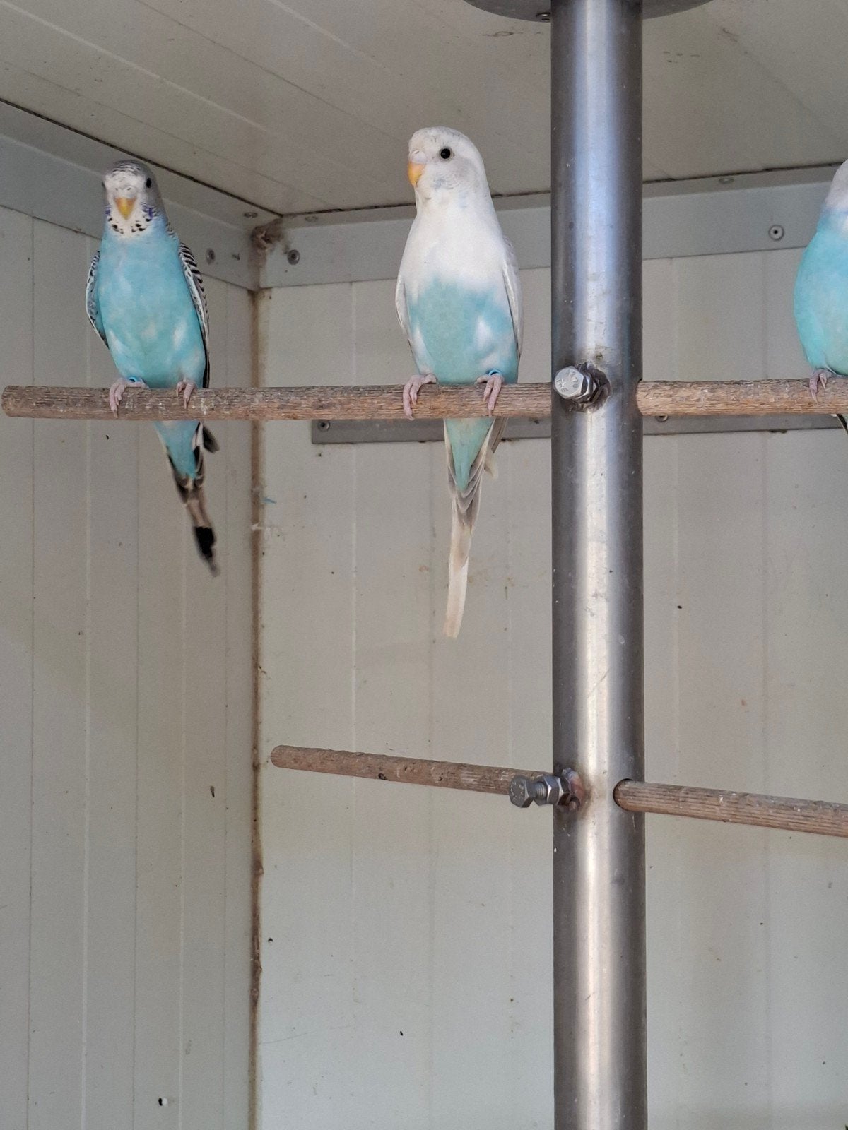 Grasparkietjes, Meerdere dieren, Parkiet
