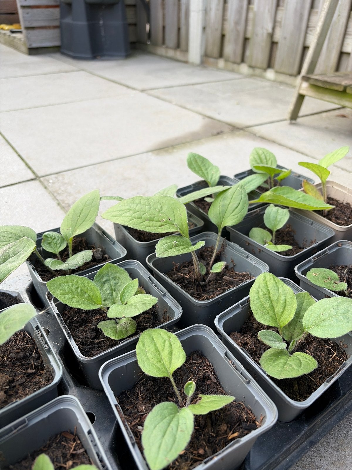 Rudbeckia 'Goldsturm' plantjes - zonnehoed, Volle zon, Vaste plant, Zomer, Ophalen