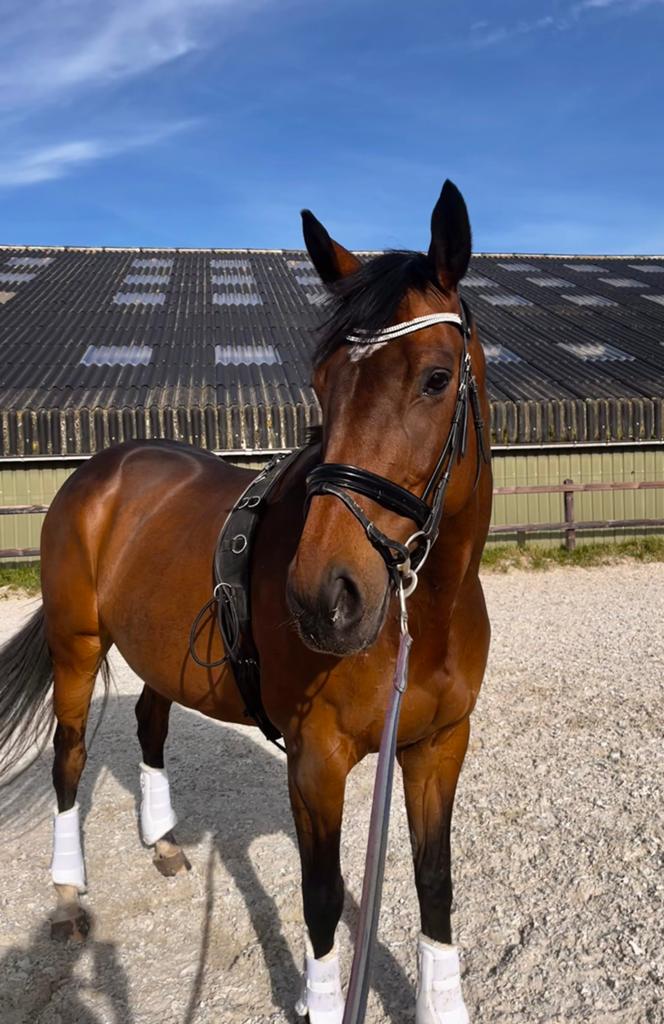 9 jarige ierse merrie, Dieren en Toebehoren, Paarden, Merrie, B, 160 tot 165 cm, 7 tot 10 jaar, Recreatiepaard