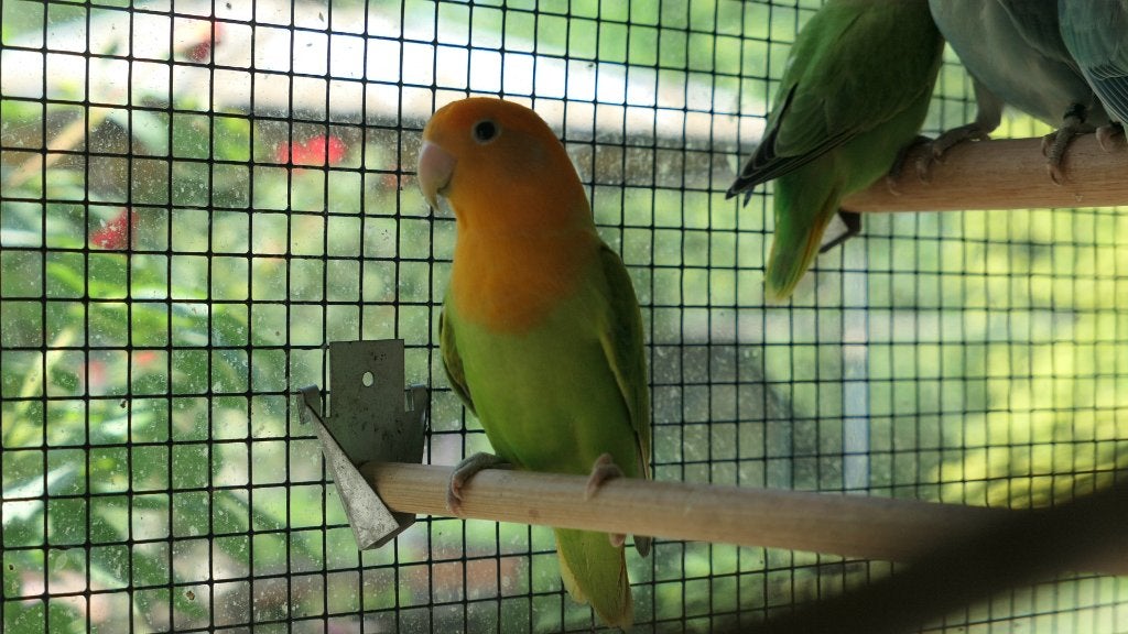 Agapornis Roseicollis (ook voor tam maken), Geslacht onbekend, Dwergpapegaai of Agapornis, Tam