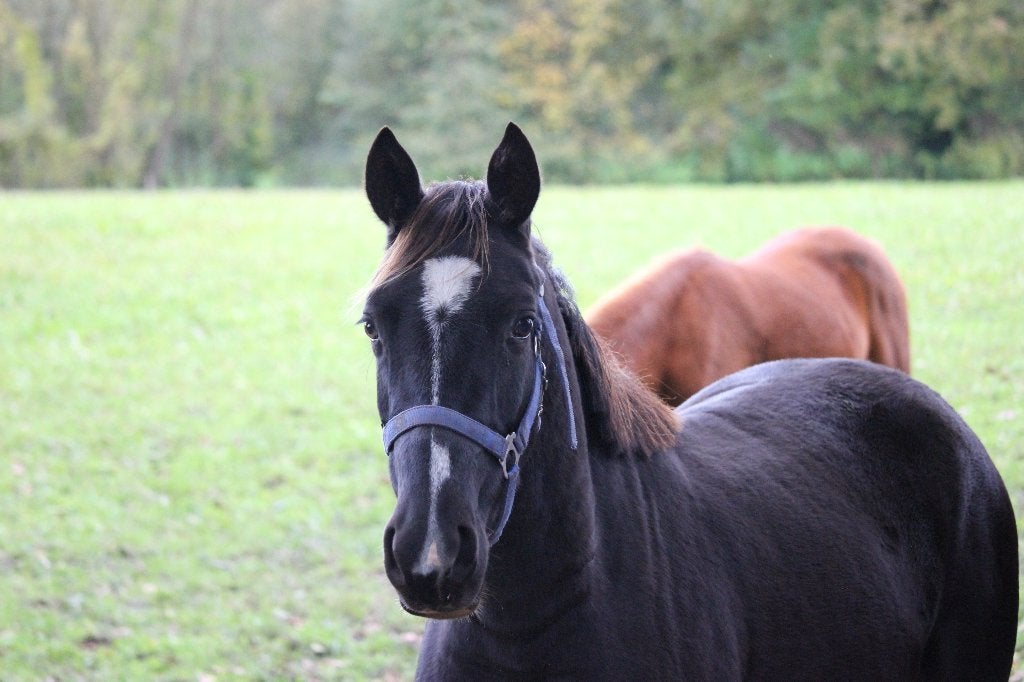 3 jonge pony's te koop (2 - 4 jaar), Dieren en Toebehoren, Met stamboom, Dressuurpony, 3 tot 6 jaar, C pony (1.27m tot 1.37m)