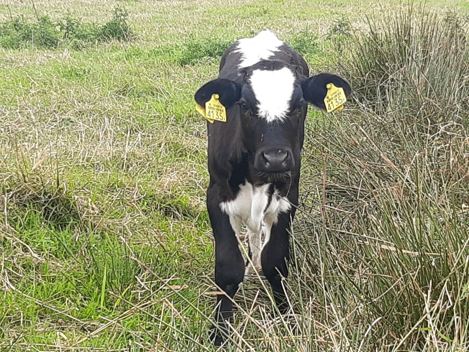 3 kalveren starters, Dieren en Toebehoren, Runderen, Meerdere dieren, 0 tot 2 jaar