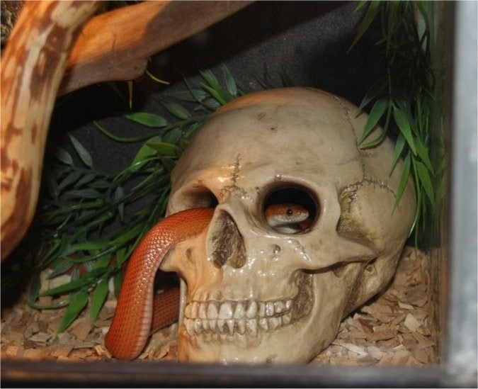 holle Terrarium Schedel mens voor kleine slangen of insecten, Dieren en Toebehoren, Reptielen en Amfibieën | Toebehoren, Nieuw