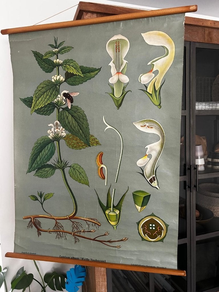 Witte dovenetel (Jung en Koch), Ophalen of Verzenden, Natuur en Biologie