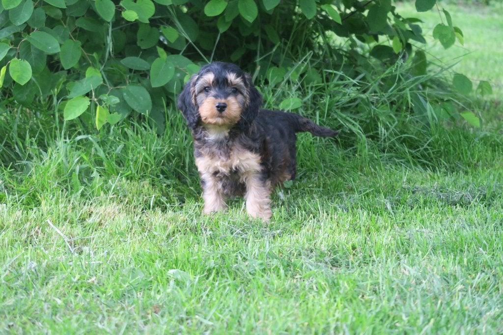 Cockapoo pup reutje ( Cocker Spaniel x Dwerg Poedel ), Parvo, Nederland, Reu, 8 tot 15 weken