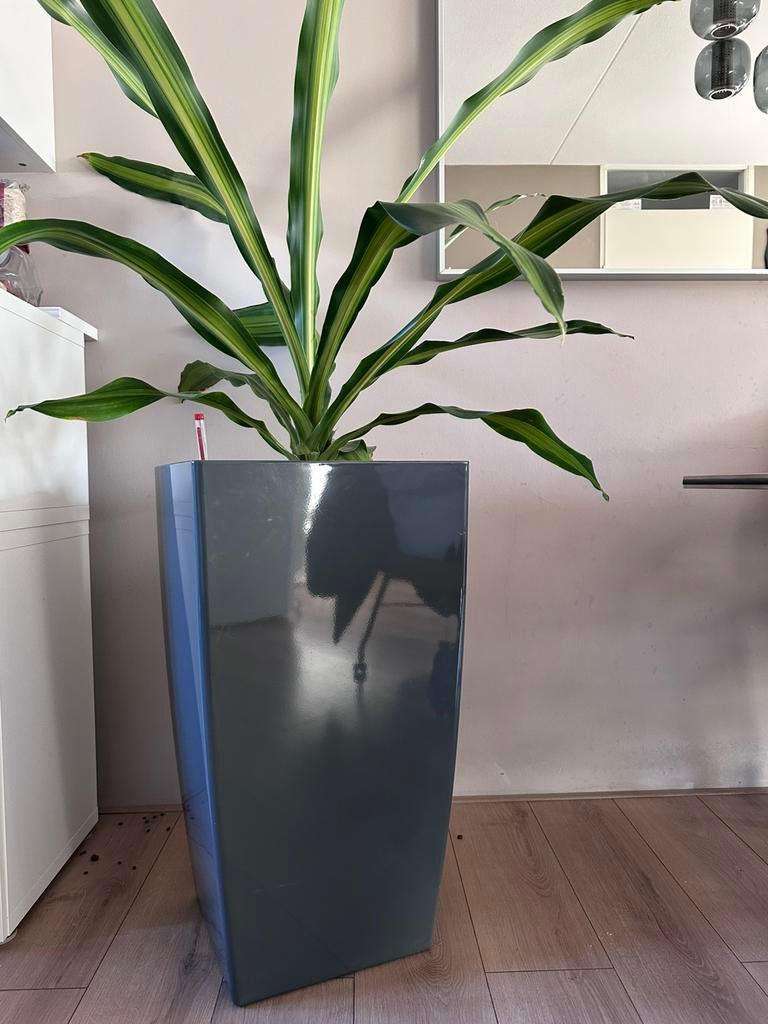 Grote pot met plant, Ophalen, Zo goed als nieuw
