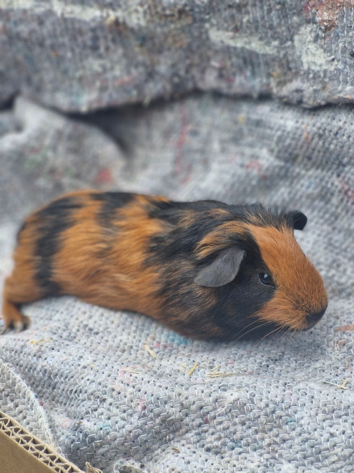 2 mooie beertjes cavias, Dieren en Toebehoren, Juli, Mannelijk, Cavia