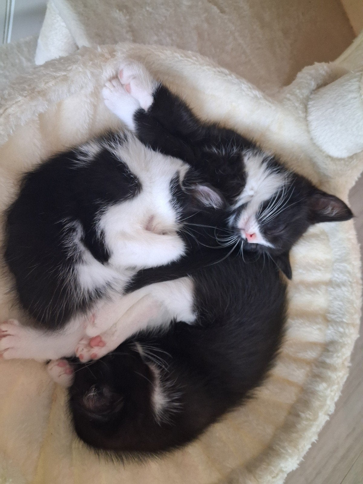Lieve kittens, Dieren en Toebehoren, Meerdere dieren, Kortharig, 0 tot 2 jaar