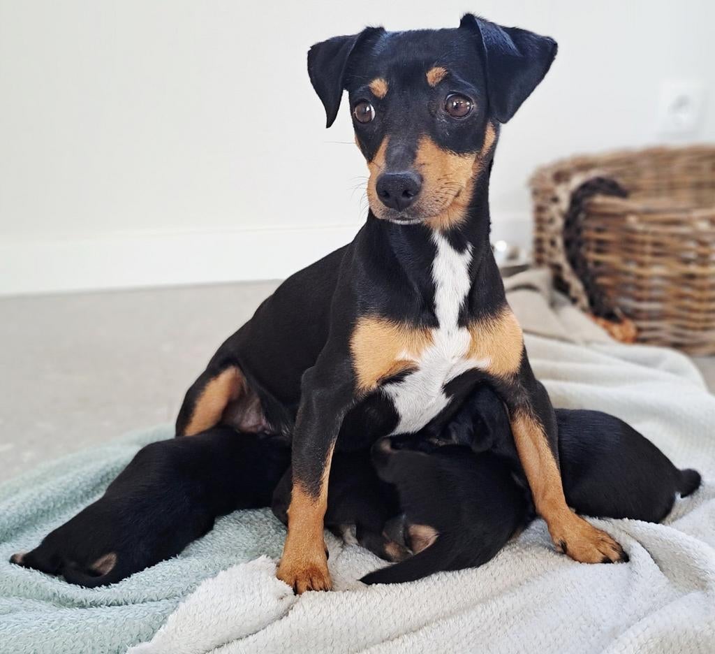 Jack russel black and tan puppies, Boeken, Dieren en Huisdieren, Katten, Ophalen of Verzenden