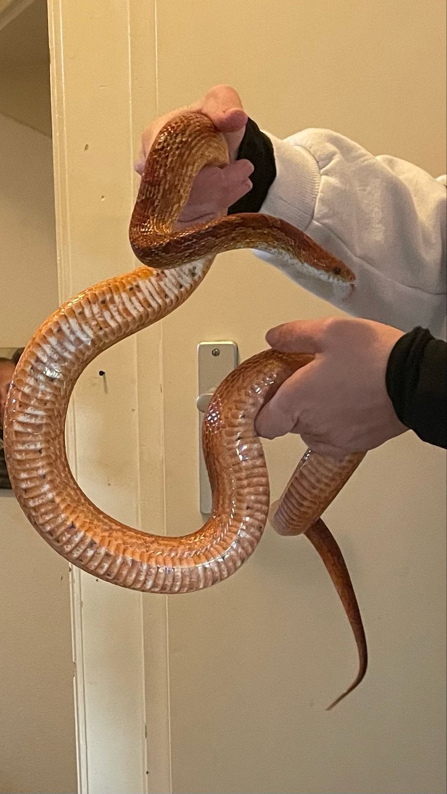 Koppel rattenslangen met terrarium Rat Snake photo 7
