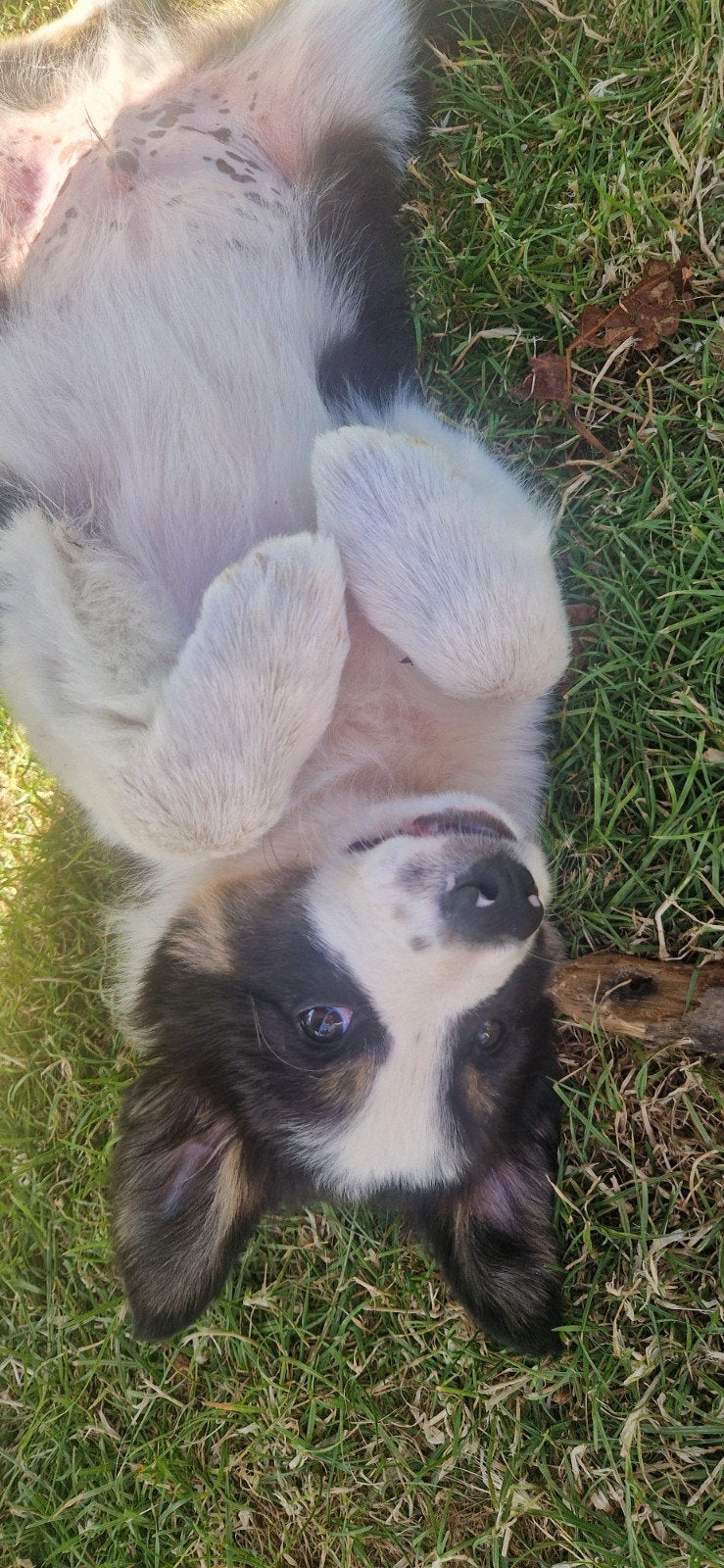 Nog 1 Border Collie pup 3 kleur beschikaar > verleidelijk, Dieren en Toebehoren, 8 tot 15 weken, Collie, Meerdere, Meerdere dieren