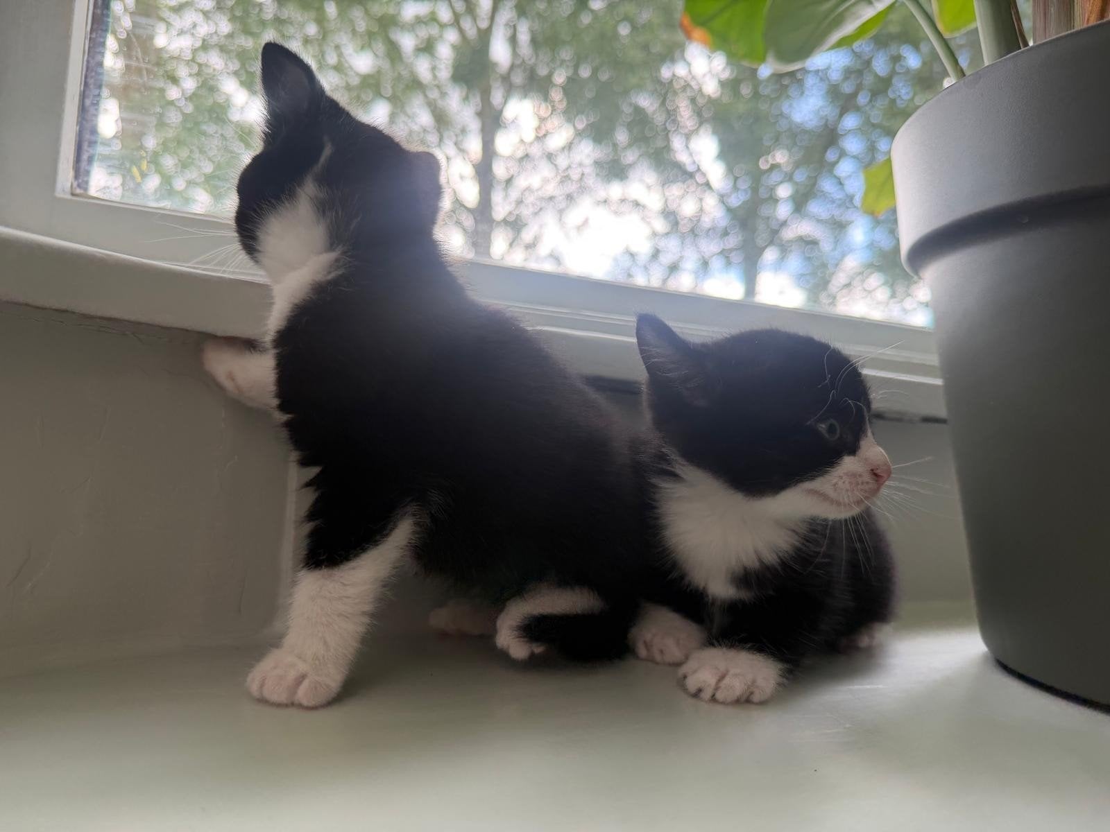 Twee lieve zwarte kittens zoeken nieuw huisje, Dieren en Toebehoren, Katten en Kittens | Raskatten | Korthaar