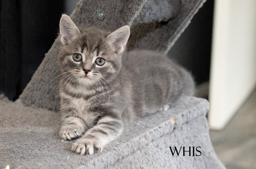 Maine Coon kruising kittens, lief, sociaal en heel knap!, Meerdere dieren, Ontwormd