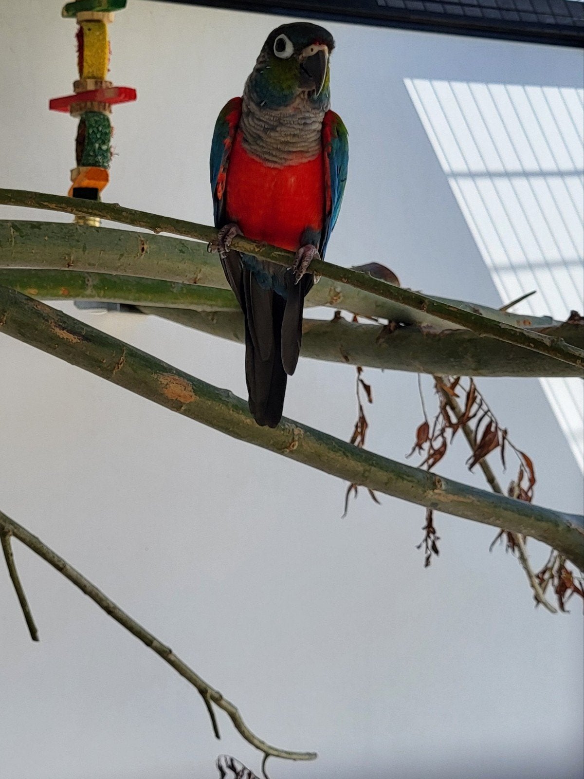 Te koop pyrrhura perlata perlata, Dieren en Toebehoren, Vogels | Parkieten en Papegaaien, Mannelijk, Parkiet, Geringd