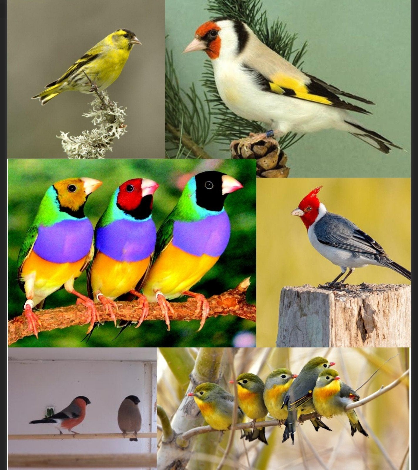 Verkoop en inkoop van verschillende soorten vogels, Dieren en Toebehoren, Vogels | Overige Vogels, Meerdere dieren
