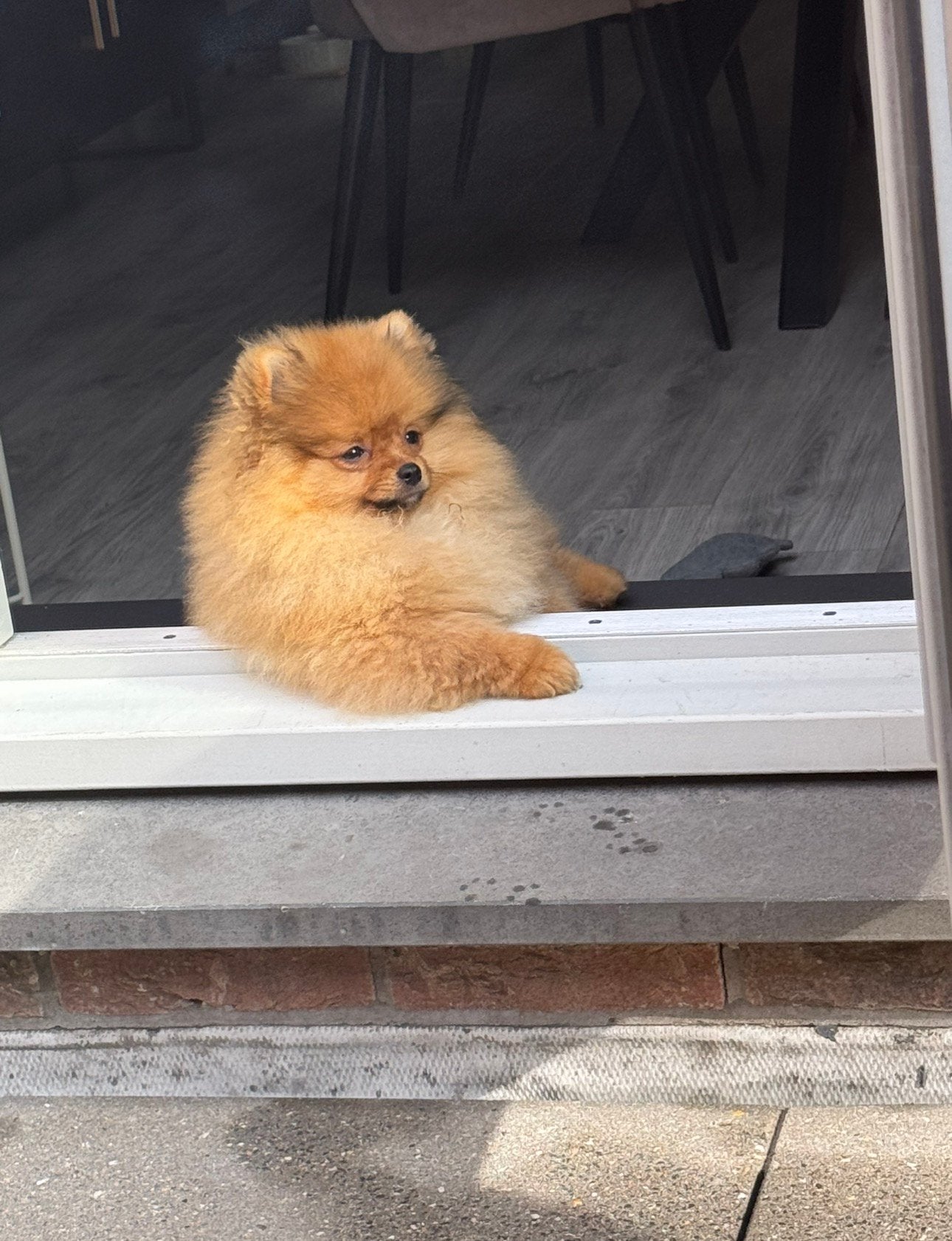 Liefdevol thuis gezocht voor onze Pomeriaan Pablo, 15 weken tot 1 jaar, Reu, Eén hond, Nederland