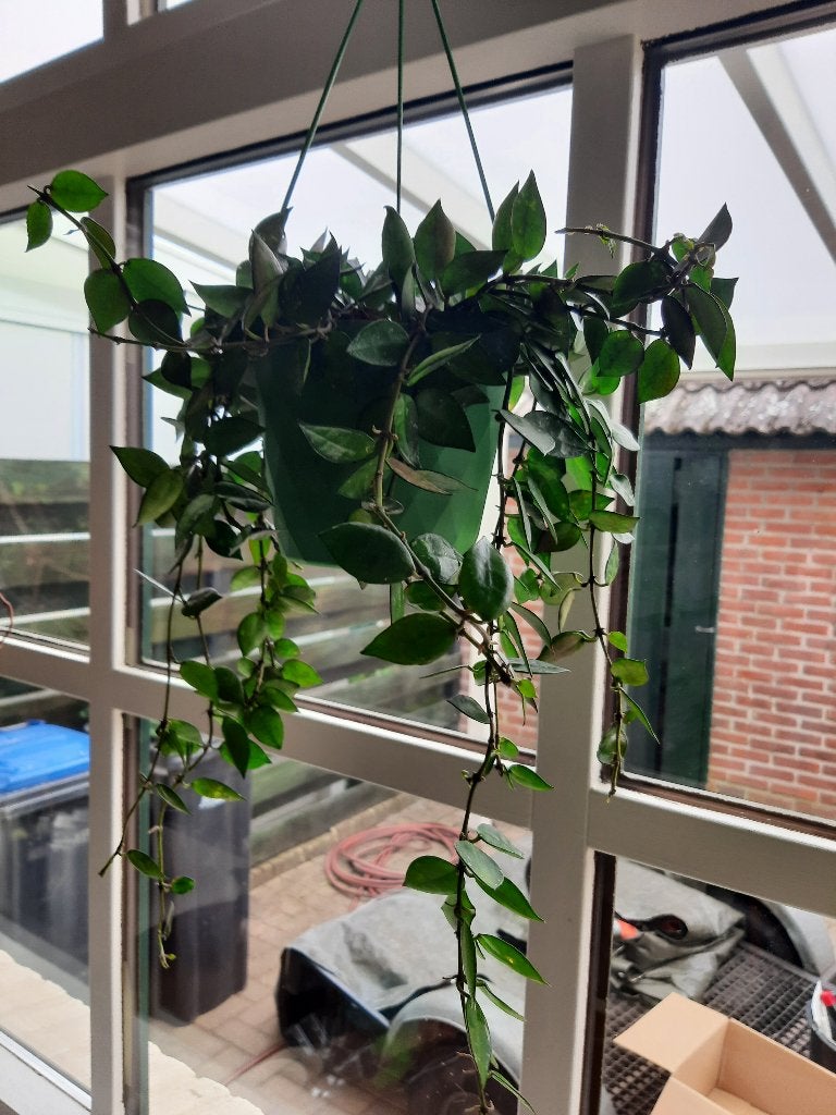 Hangplant, Ophalen, Overige soorten, Halfschaduw, Minder dan 100 cm