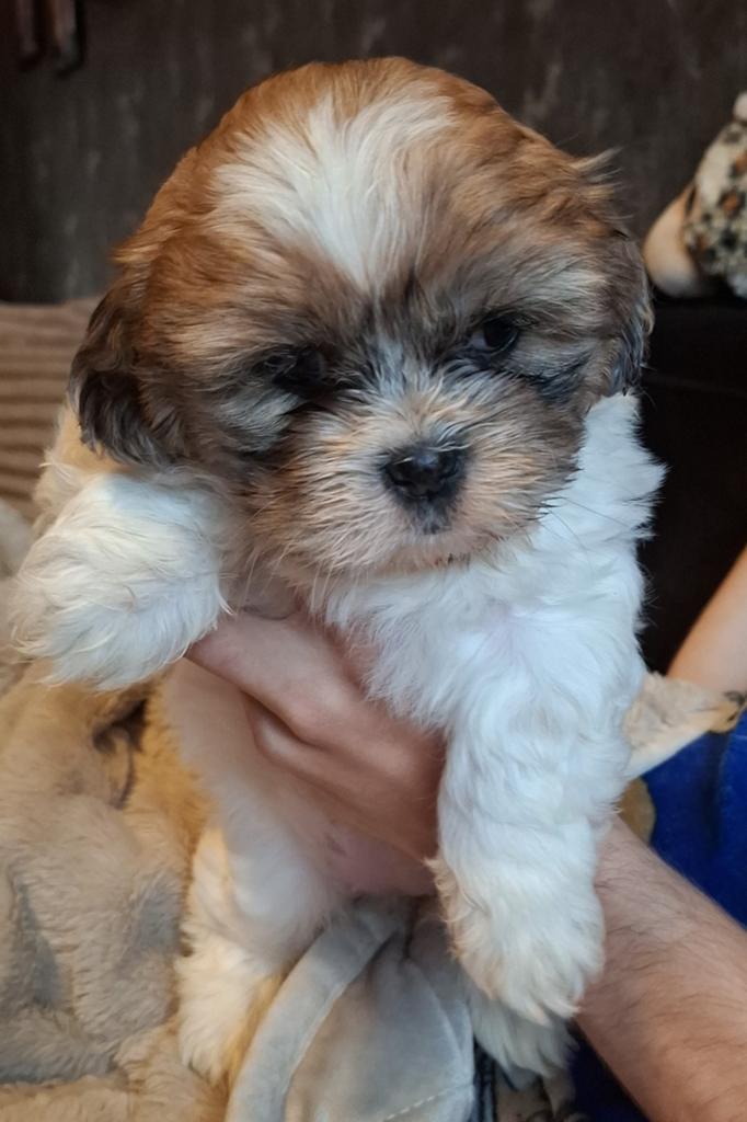 Wegens annulering nog 1 teefje shih- tzu, Overige rassen, 8 tot 15 weken, Teef, Parvo