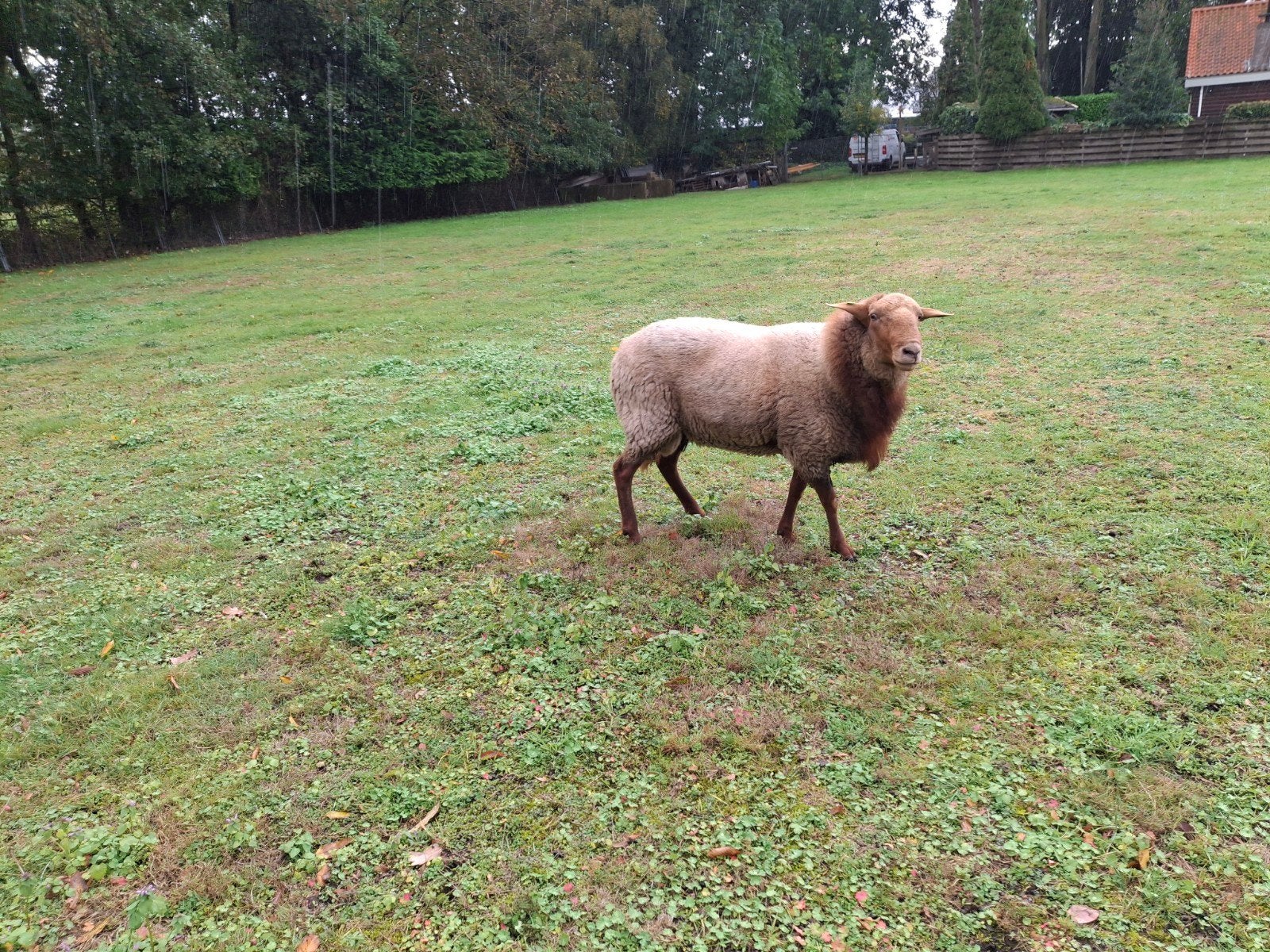 dekram coburger fuchs, Mannelijk, Schaap, 0 tot 2 jaar
