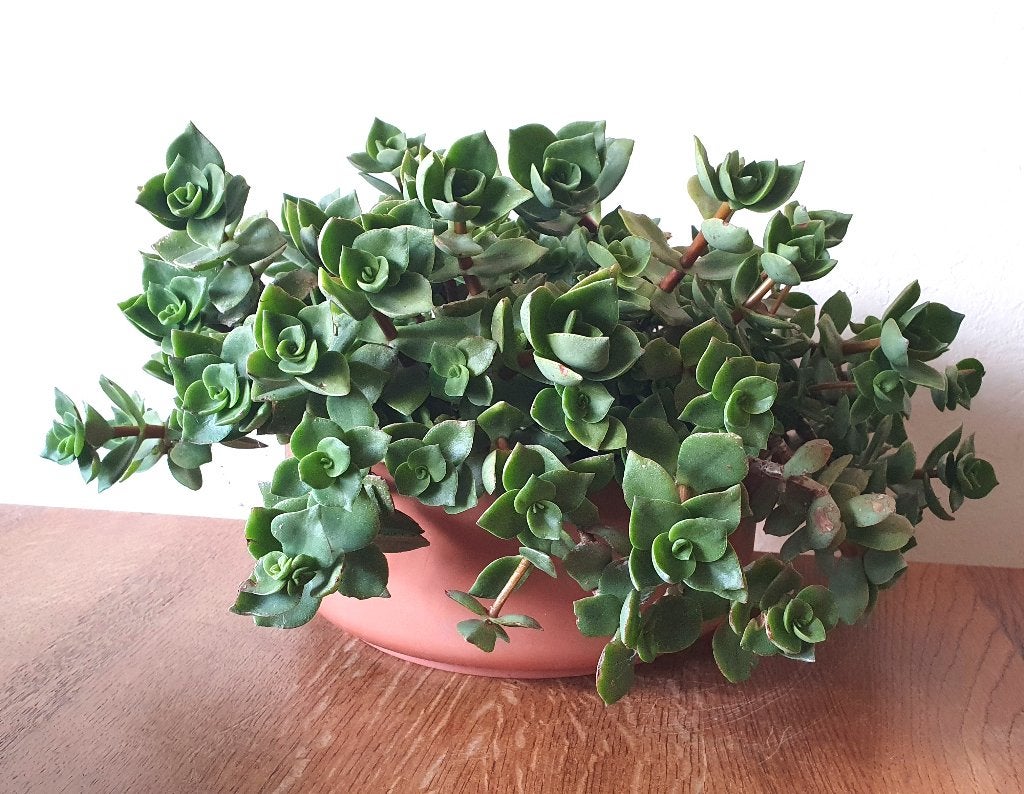 Sedum "Lime Zinger" Hoogte 25 cm Ø 45 cm in bak, Ophalen, Vaste plant, Overige soorten, Volle zon