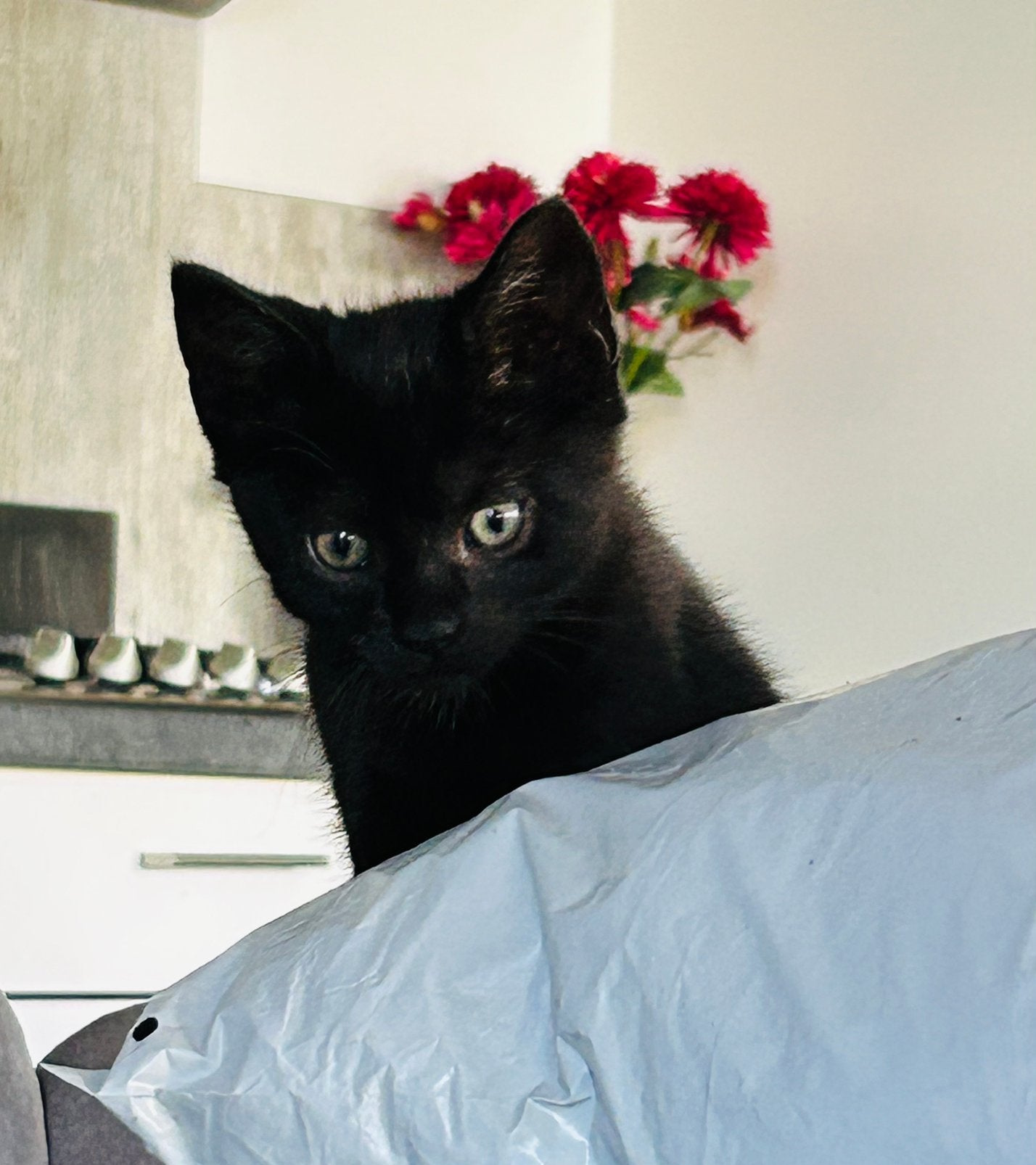 Wie helpt ons om deze kittens een warm thuis te geven?, Geslacht onbekend, Kortharig, 0 tot 2 jaar