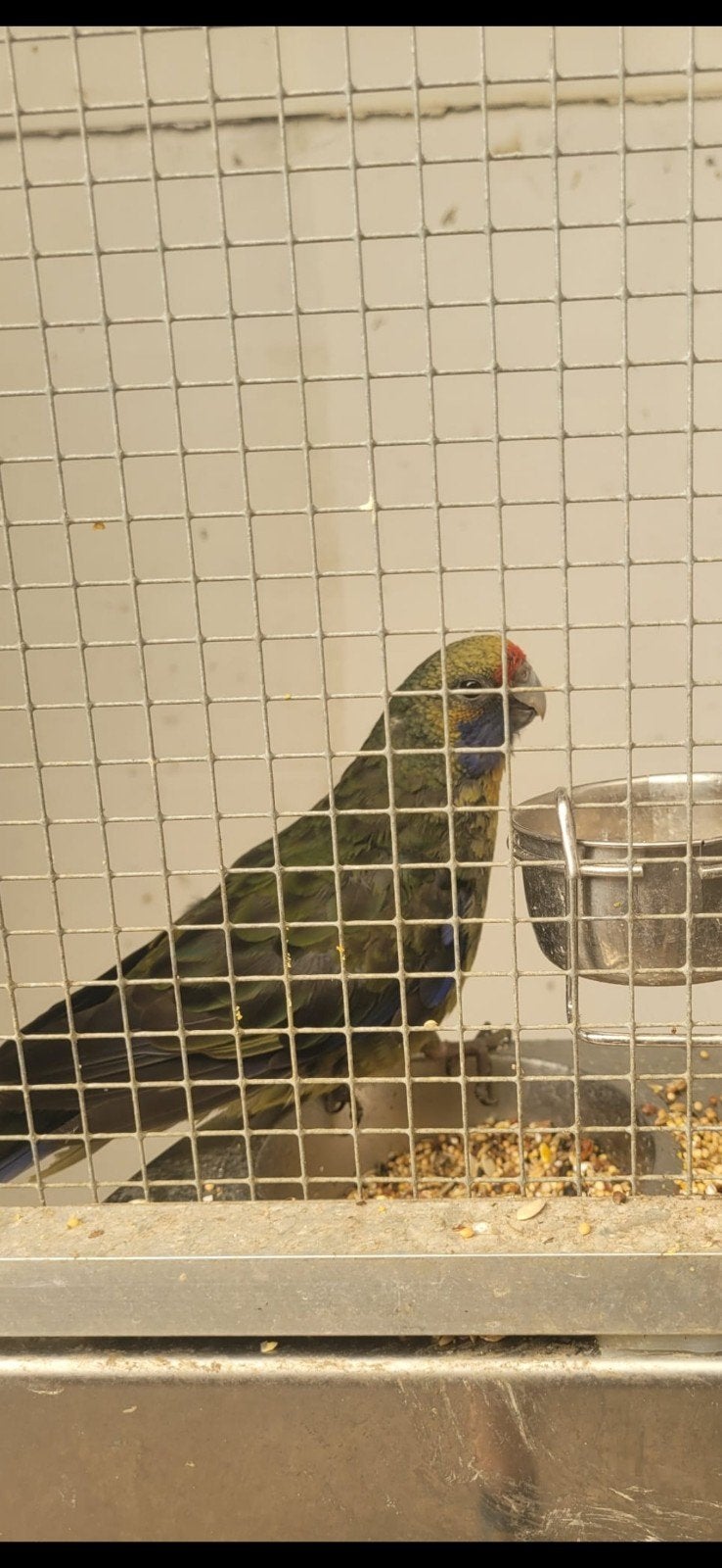 Geelbuik rosella 2025 pop, Vrouwelijk, Geringd