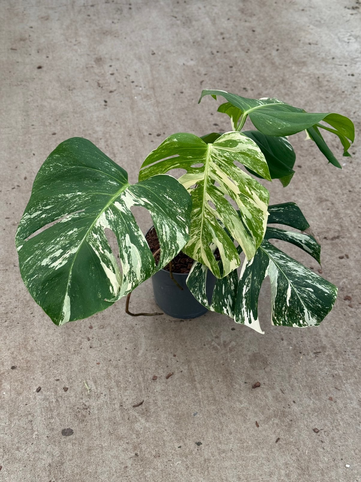 Monstera Borsigiana Albo Variegata, Huis en Inrichting, Kamerplanten, Ophalen of Verzenden, Halfschaduw, Minder dan 100 cm