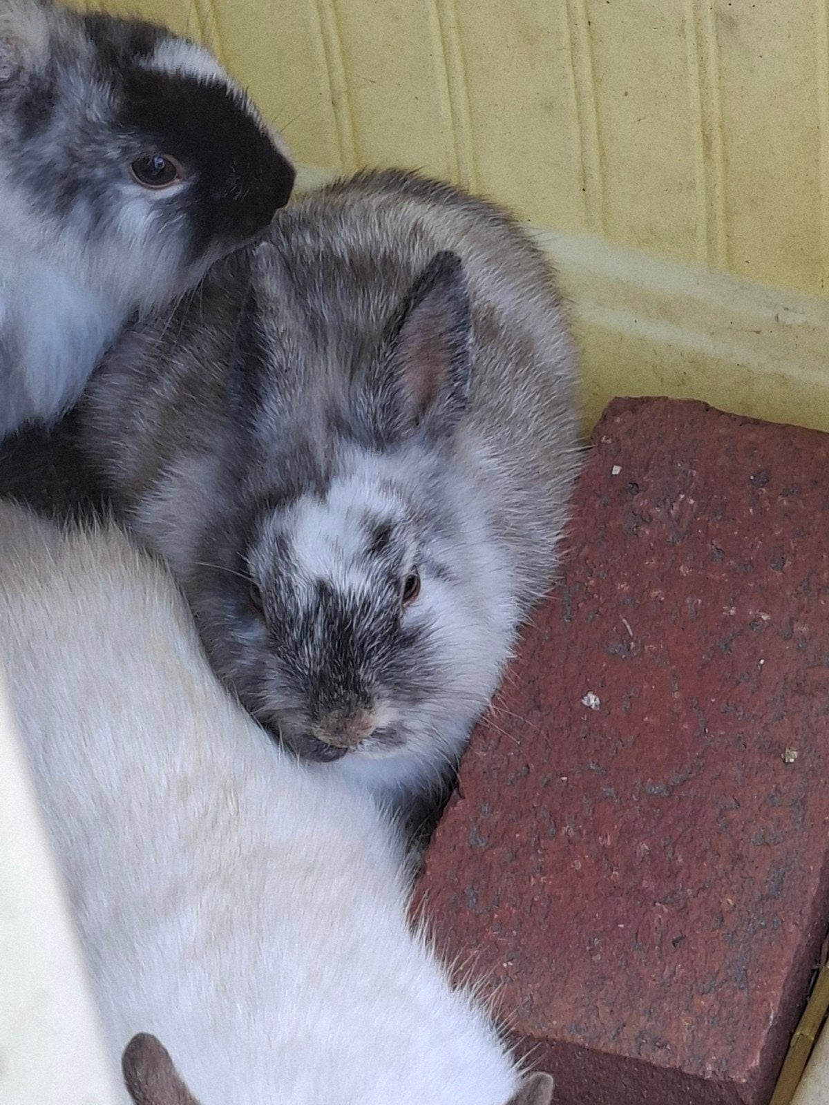 mooi rammetje te koop - 12 mei geboren, Dieren en Toebehoren, Mei, Mannelijk, Tam
