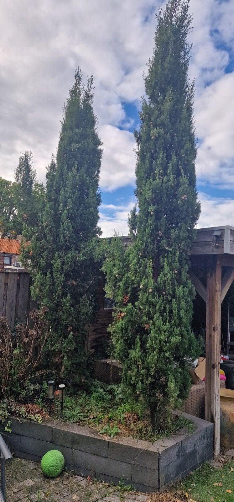 Twee Grote Cipressen, Tuin en Terras, Bloeit niet, Zuilboom, 400 cm of meer, Ophalen
